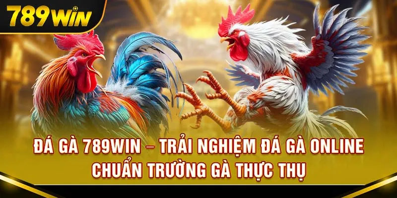 Đá gà 789Win – Trải nghiệm đá gà online chuẩn trường gà thực thụ